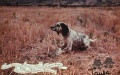 Setter Anglais RADENTIS TANGA Setter Anglais RADENTIS TANGA